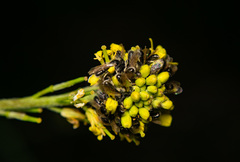 Panurginus albopilosus