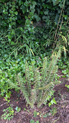 Austrocylindropuntia subulata
