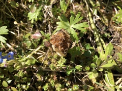 Morchella semilibera
