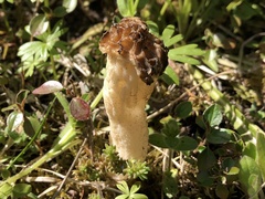 Morchella semilibera
