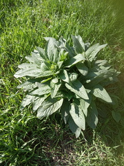 Symphytum caucasicum