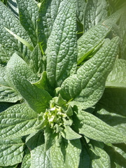 Symphytum caucasicum