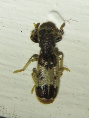Pelonium leucophaeum