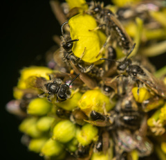Panurginus albopilosus
