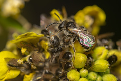 Panurginus albopilosus