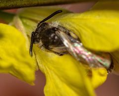 Panurginus albopilosus