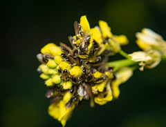 Panurginus albopilosus