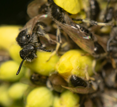 Panurginus albopilosus