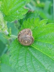 Euomphalia strigella