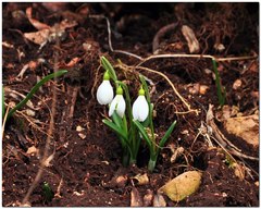 Galanthus plicatus