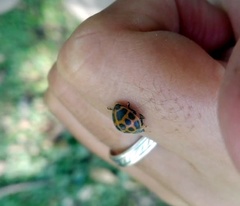 Epilachna paenulata