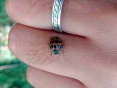 Epilachna paenulata