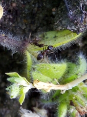 Lasius