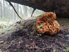 Gyromitra gigas