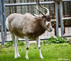 Addax nasomaculatus