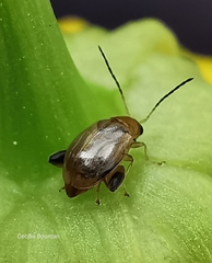 Longitarsus cerinthes