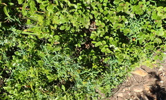 Asparagus volubilis
