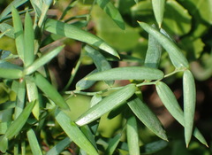 Asparagus volubilis