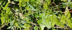 Asparagus volubilis