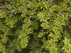 Coprosma pseudocuneata