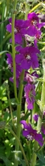 Verbascum phoeniceum