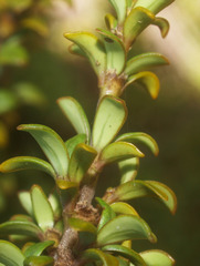 Coprosma pseudocuneata