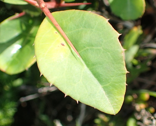 Image of Gymnosporia nemorosa by (c) Nicola van Berkel, some rights reserved (CC BY-SA)