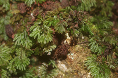 Hymenophyllum multifidum
