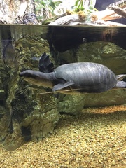 Carettochelys insculpta