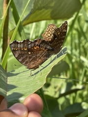 Junonia chorimene