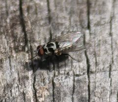 Anthomyia pluvialis