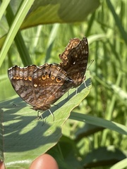 Junonia chorimene