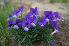 Viola declinata