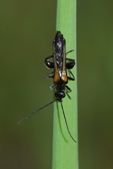 Oedemera pthysica