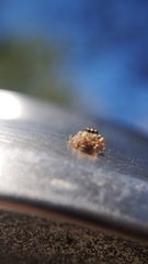 Pelegrina flavipes