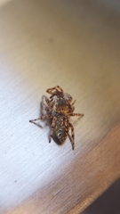 Pelegrina flavipes