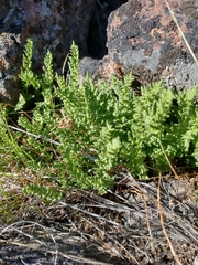 Woodsia oregana