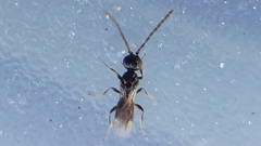 Megaspilidae