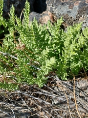 Woodsia oregana