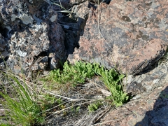 Woodsia oregana