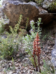 Orobanche austrohispanica