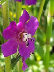 Verbascum phoeniceum