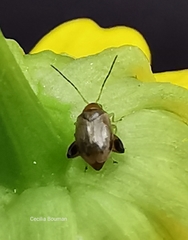 Longitarsus cerinthes