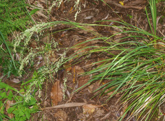 Poa anceps