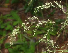 Poa anceps