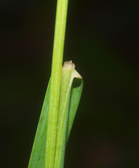 Poa anceps