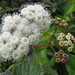 Sticky Snakeroot - Photo (c) Ixitixel, some rights reserved (CC BY-SA)