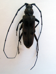 Pachydissus aquilus
