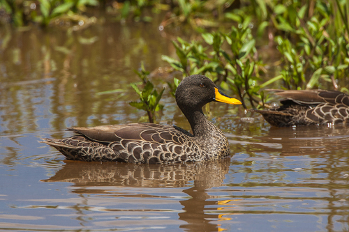 Yellow-billed Duck