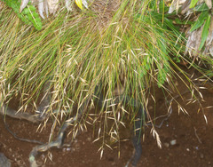 Rytidosperma setifolium